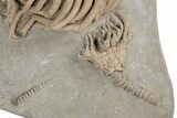 Fossil Crinoid Plate (Two Species) - Crawfordsville, Indiana #216145-3